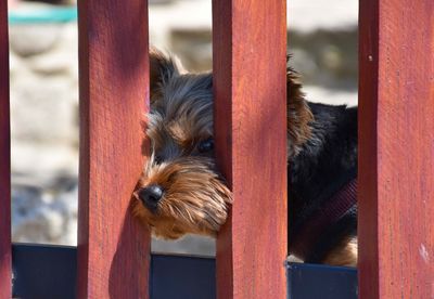 Close-up portrait of dog