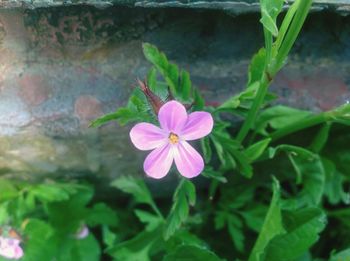 Close-up of pink flowers