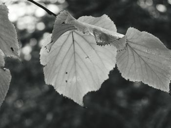 Close-up of leaves on branch