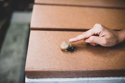 Cropped image of hand touching snail on table