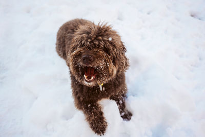 Dog in snow