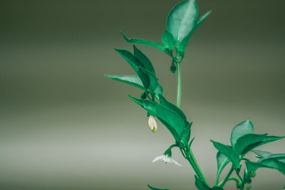 Close-up of green leaves against blurred background