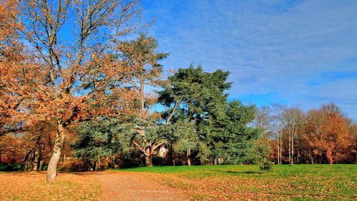 Trees on field against sky during autumn