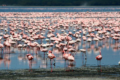 Lots of colorful flamingos in nakuru lake, kenya