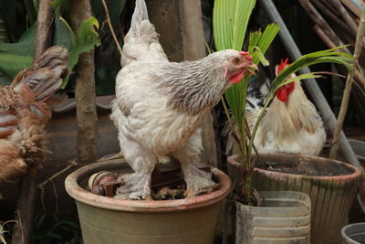 View of a bird on potted plant