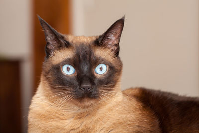 Close-up portrait of a cat