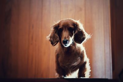 Portrait of dog sitting against door