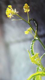 Close-up of yellow flowering plant