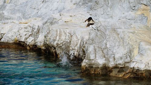 View of birds on rock
