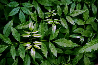 Green reflection lights on the top view leaves in the garden