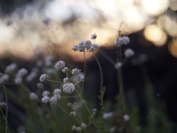 Close-up of flowering plant on field