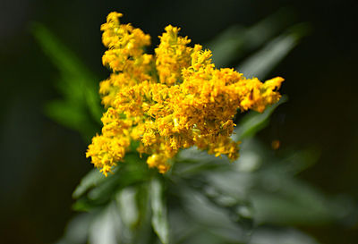 Close-up of yellow flowering plant