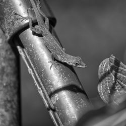 Close-up of a lizard