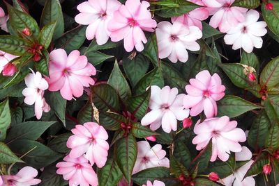 Close-up of pink flowers