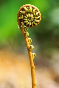 Close-up of fern