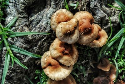 Close-up of mushrooms growing outdoors