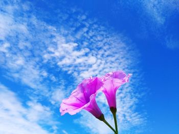 Low angle view of pink flower against blue sky