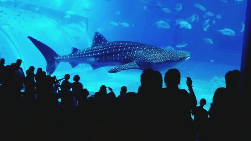 Silhouette of fish in aquarium