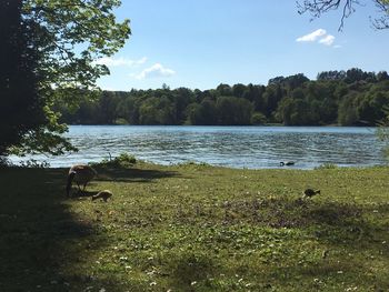 Calm lake with trees in background