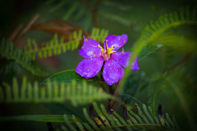 Close-up of water drops on purple flower