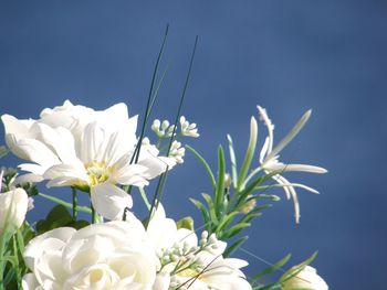 Close-up of white flowers against clear sky
