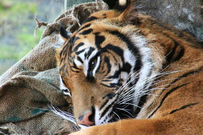 Close-up of tiger