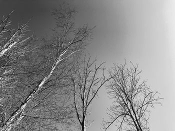 Low angle view of bare tree against clear sky