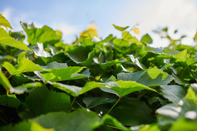 Close-up of green leaves