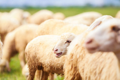 Close-up of sheep on field