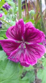 Close-up of flower blooming outdoors