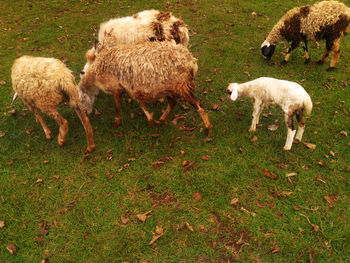 Sheep grazing in a field