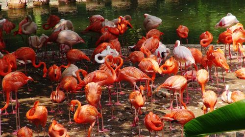 Close-up of birds in lake