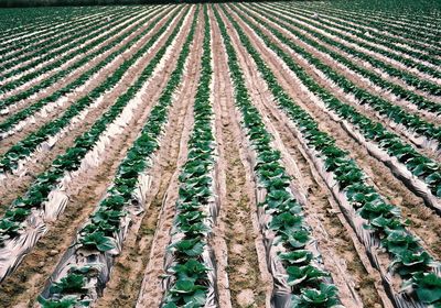 Vegetables in agricultural field