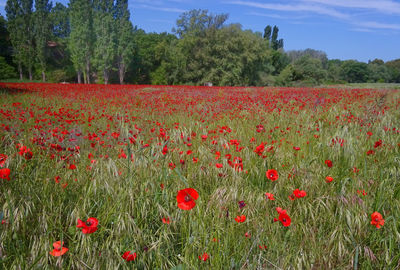 Full frame shot of red flowers blooming in field