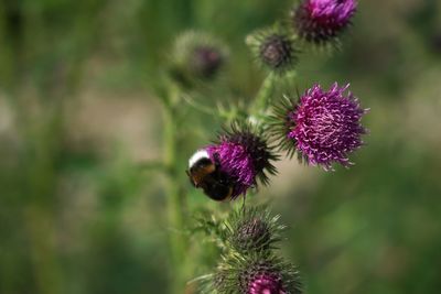 Close-up of purple thistle flower