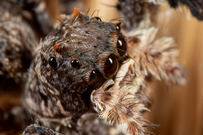 Close-up of an animal