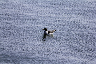 High angle view of swan swimming in lake