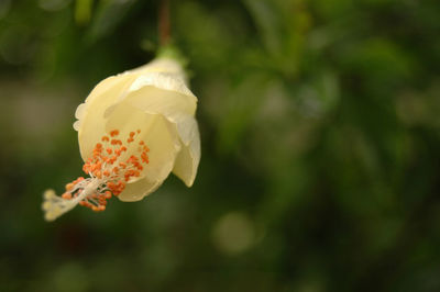 Close-up of white flowering plant