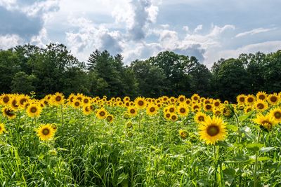 Scenic view of sunflower field against cloudy sky