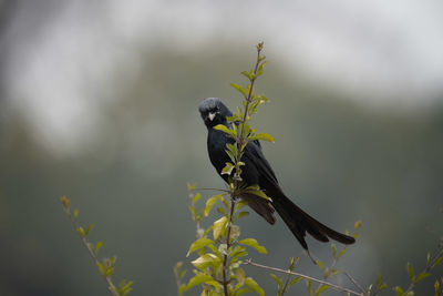 animal wildlife