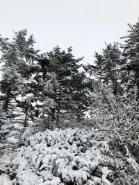Snow covered pine trees in forest against sky