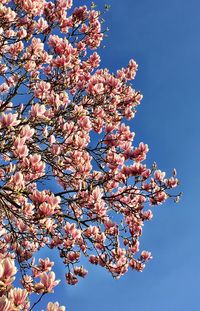 Low angle view of blossom tree against clear sky