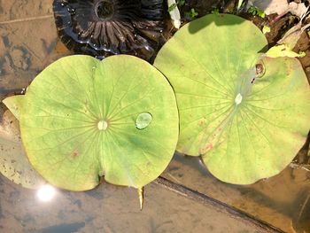 High angle view of green leaf in water