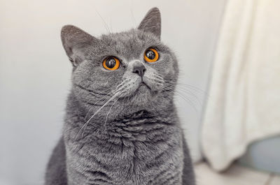 Close-up of a cat looking away