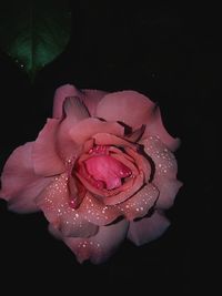 Close-up of raindrops on pink rose