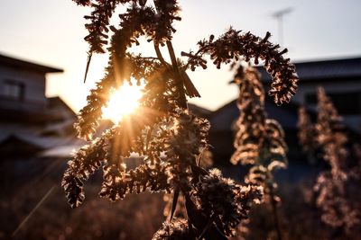 Close-up of sun shining through plants