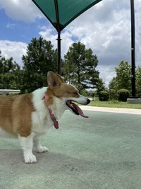 View of a dog on the ground