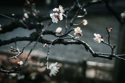 Close-up of cherry blossoms in spring