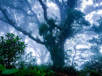 Low angle view of trees in forest against sky