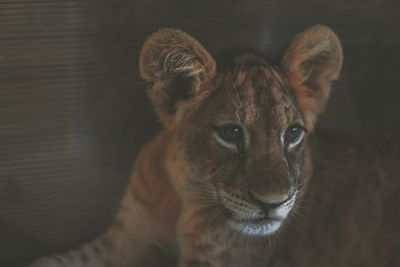 Close-up of lion cub lying down